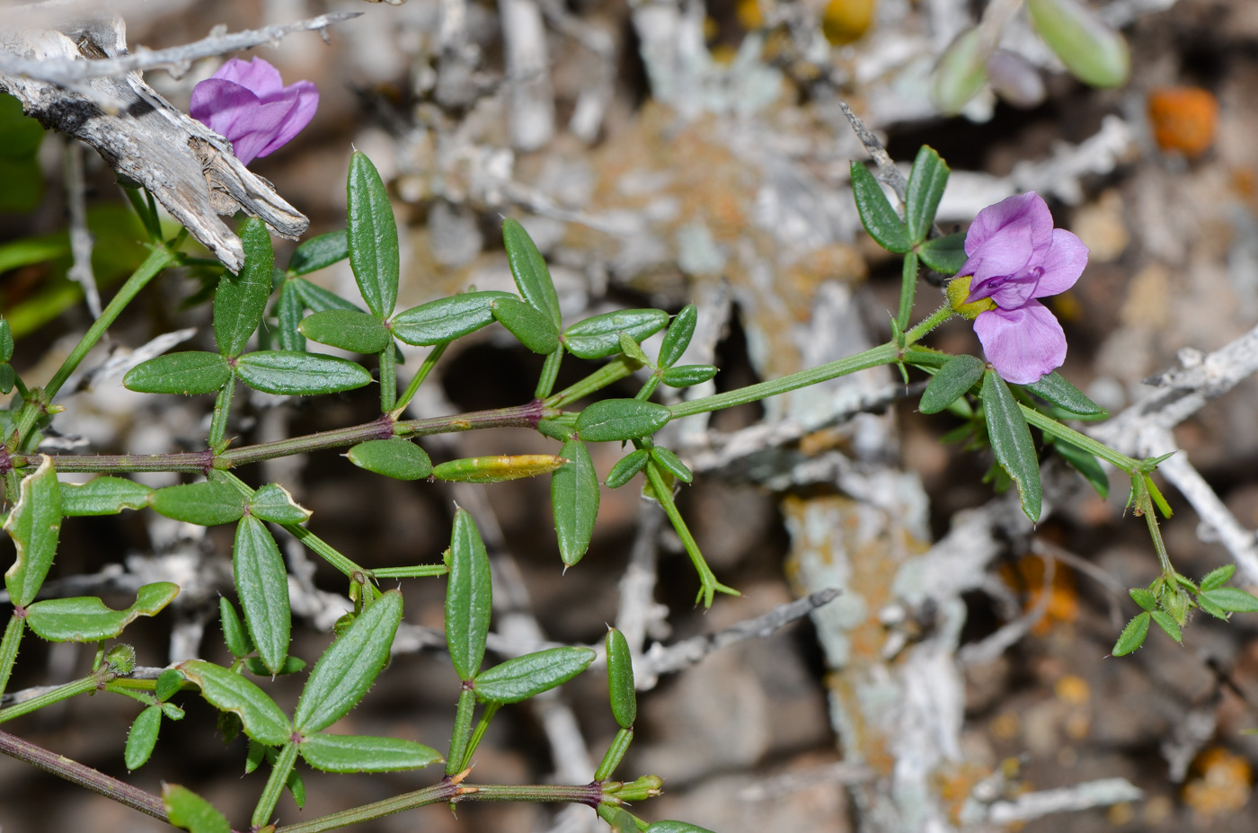 Image of Fagonia cretica specimen.