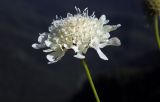 Image of taxon representative. Author is Евгений Пахомов