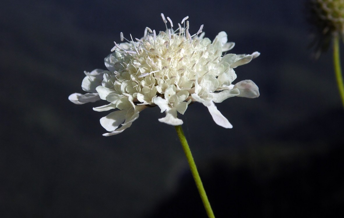 Image of Scabiosa bipinnata specimen.