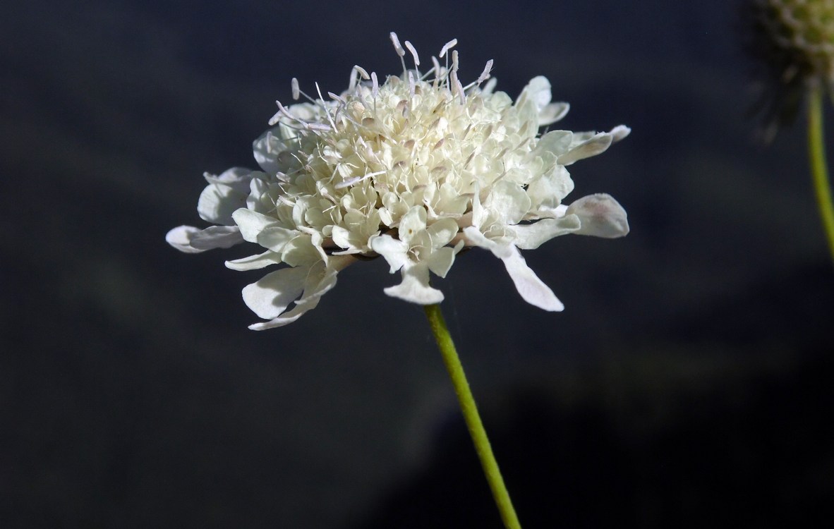 Изображение особи Scabiosa bipinnata.