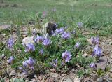 Astragalus argutensis