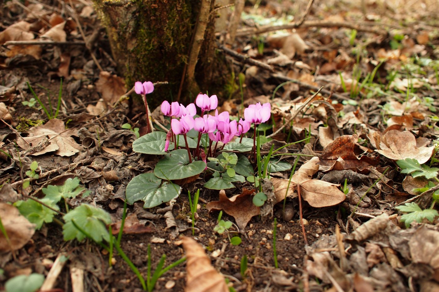 Image of Cyclamen coum specimen.