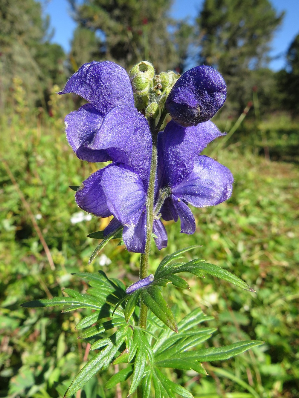 Изображение особи Aconitum altaicum.