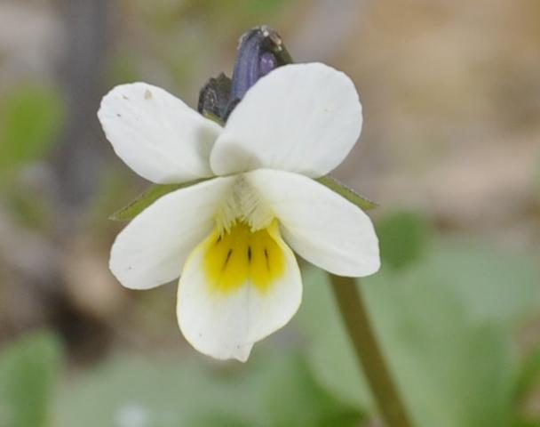 Изображение особи Viola arvensis.