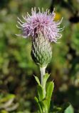 Cirsium setosum. Соцветие на боковом побеге. Московская обл., г. Электрогорск, залежь на северном берегу Стахановского озера. 27.08.2016.