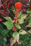 Celosia cristata