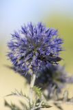 Echinops ruthenicus. Цветки с питающейся сколией Scolia hirta. Саратов, р-н Телевышки, склон холма, на опоке. 17.08.2014.