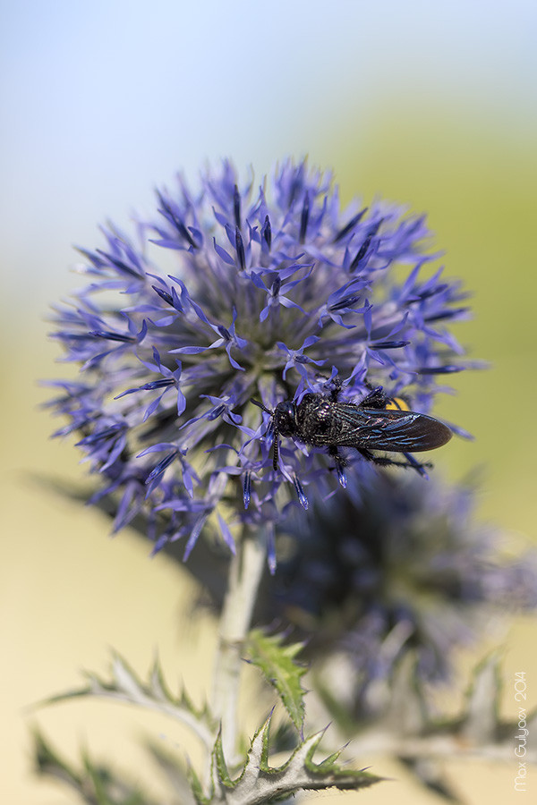 Image of Echinops albotomentosus specimen.