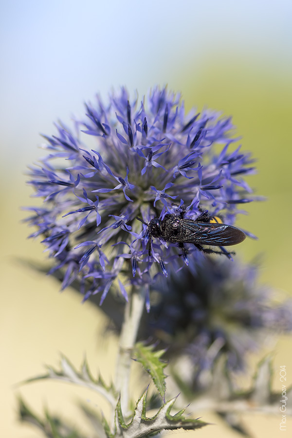 Изображение особи Echinops ruthenicus.