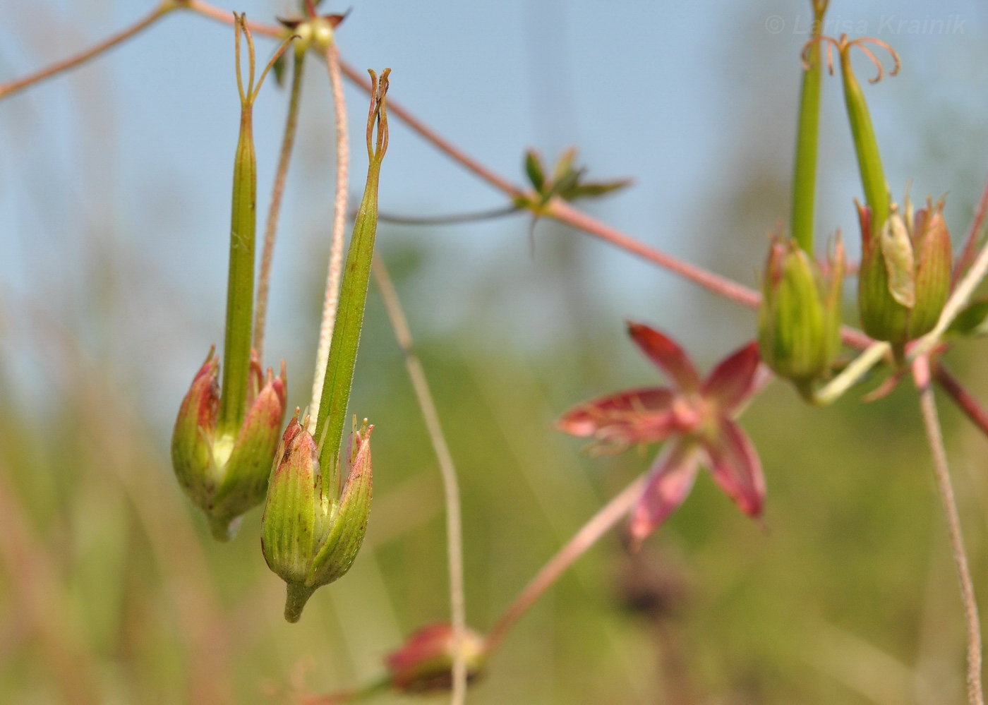 Изображение особи Geranium dahuricum.