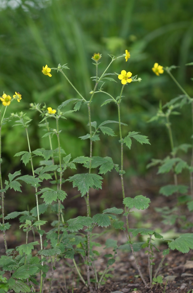 Image of Geum aleppicum specimen.