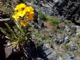 Erysimum amurense