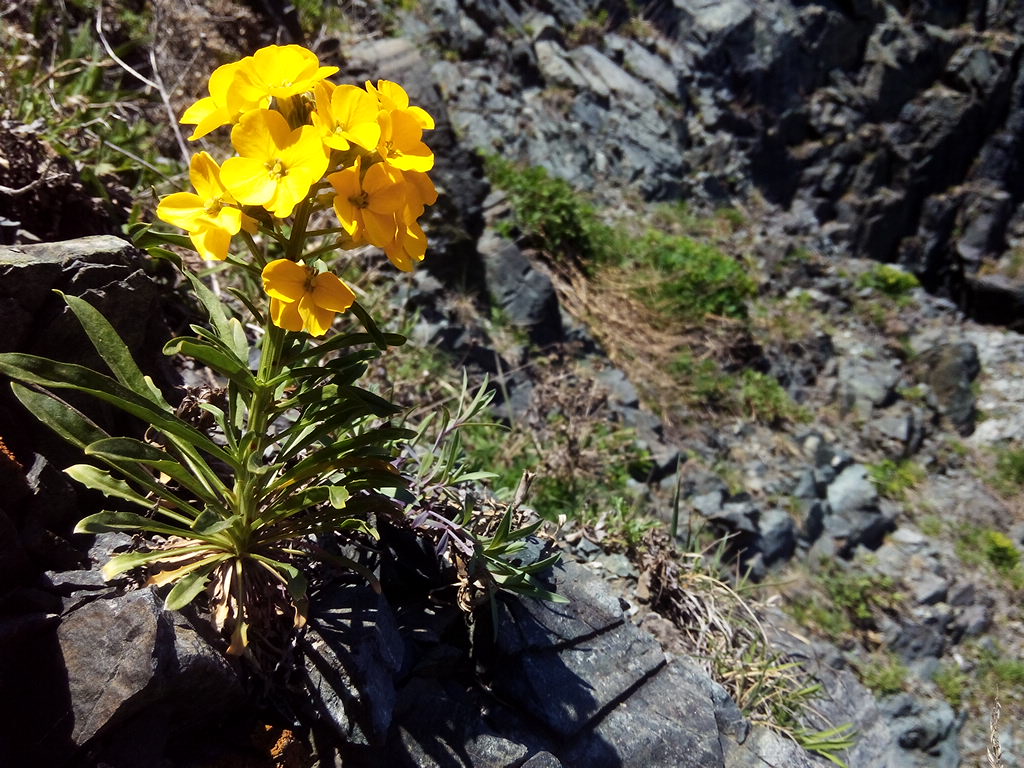 Изображение особи Erysimum amurense.