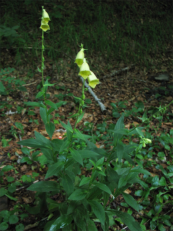 Image of Digitalis grandiflora specimen.