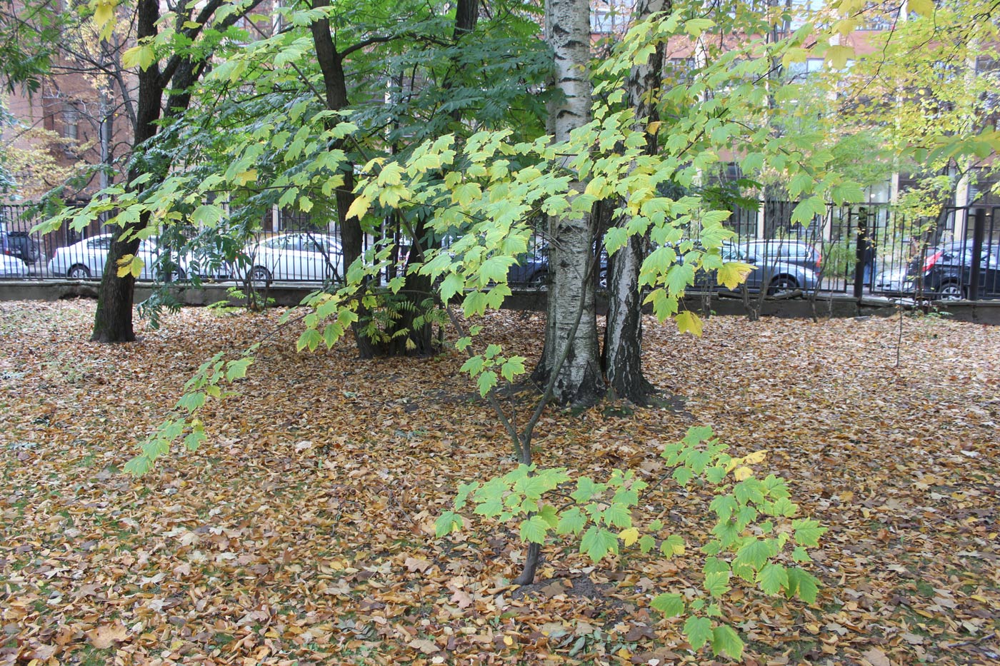 Image of Acer glabrum specimen.