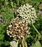 Allium cepa. Созревающее и созревшее соплодия. Восточный Казахстан, Уланский р-н, с. Украинка, дачный участок. 02.09.2016.