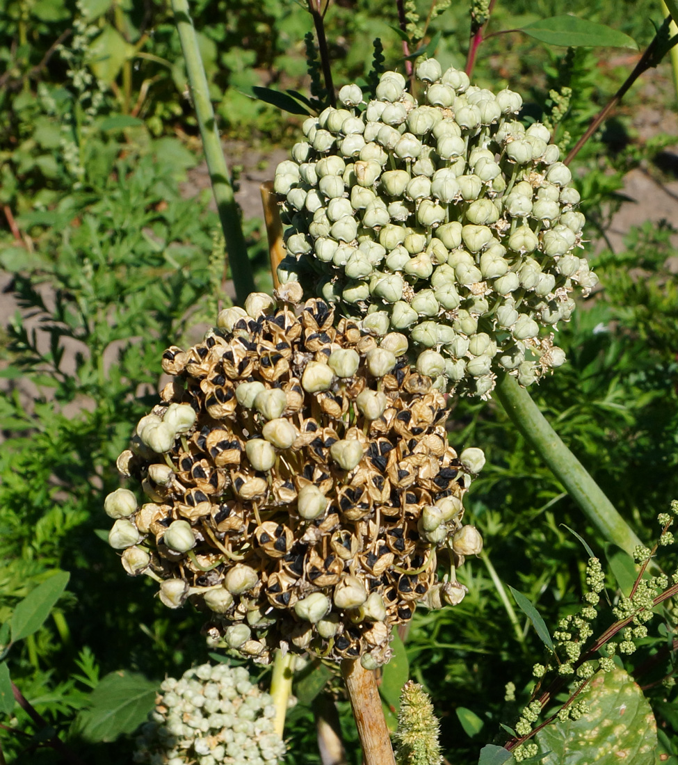 Изображение особи Allium cepa.