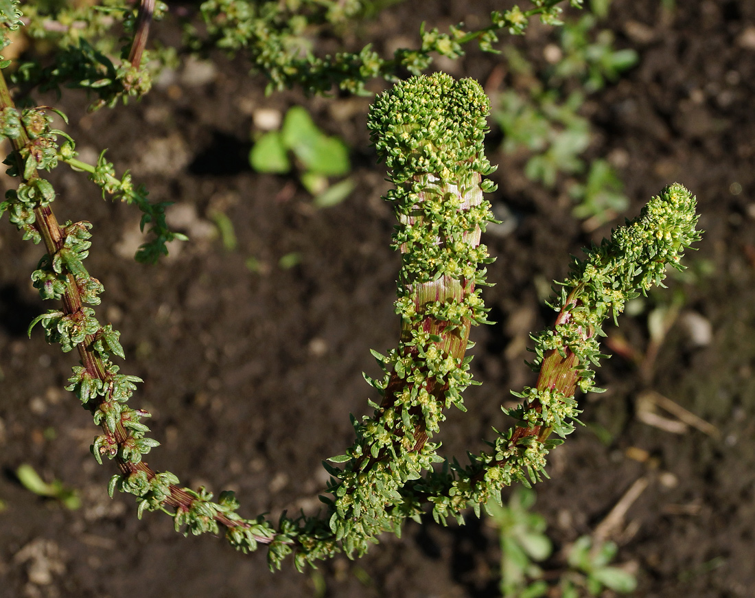 Изображение особи Beta vulgaris.