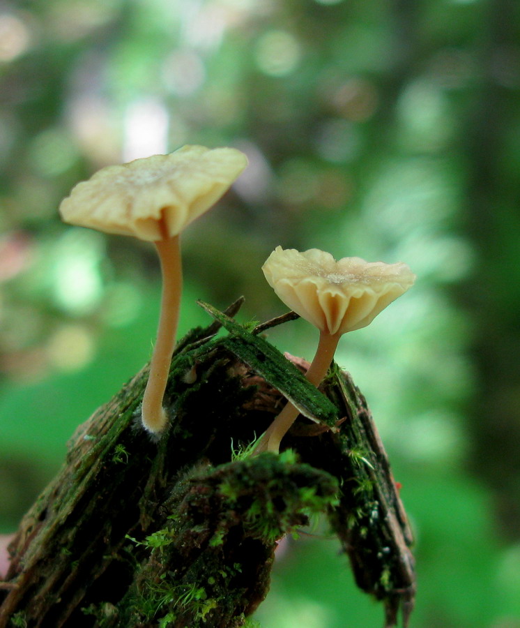 Изображение особи Lichenomphalia umbellifera.