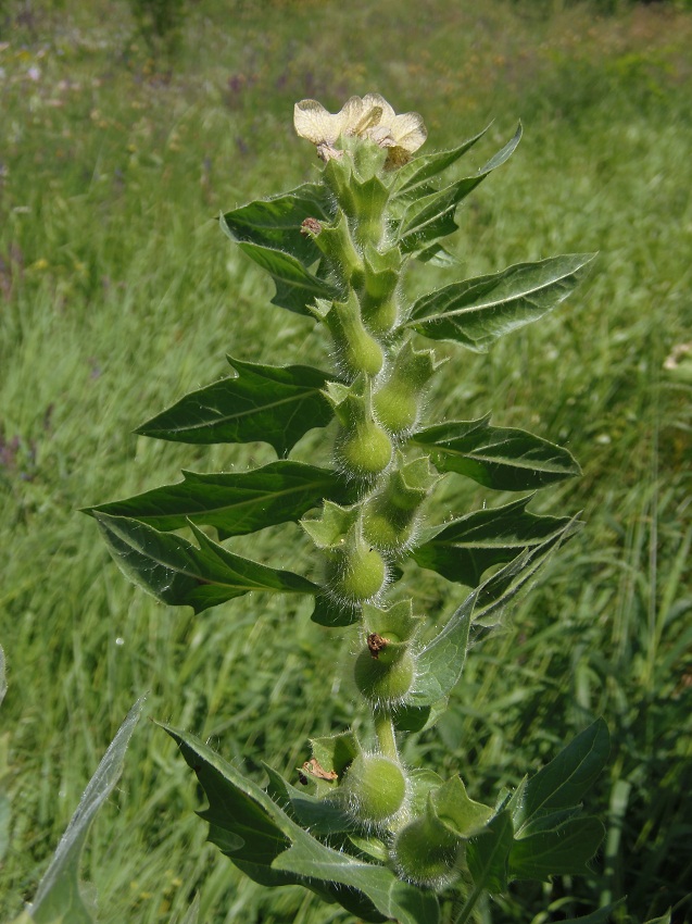 Изображение особи Hyoscyamus niger.