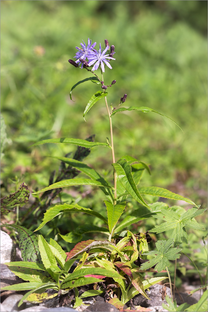 Изображение особи Lactuca sibirica.