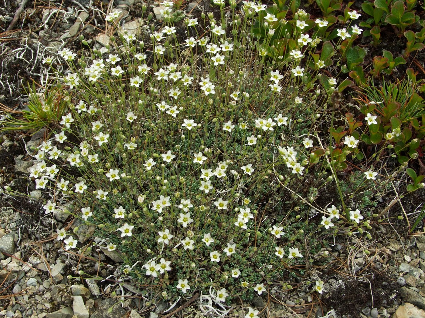 Image of Minuartia tricostata specimen.