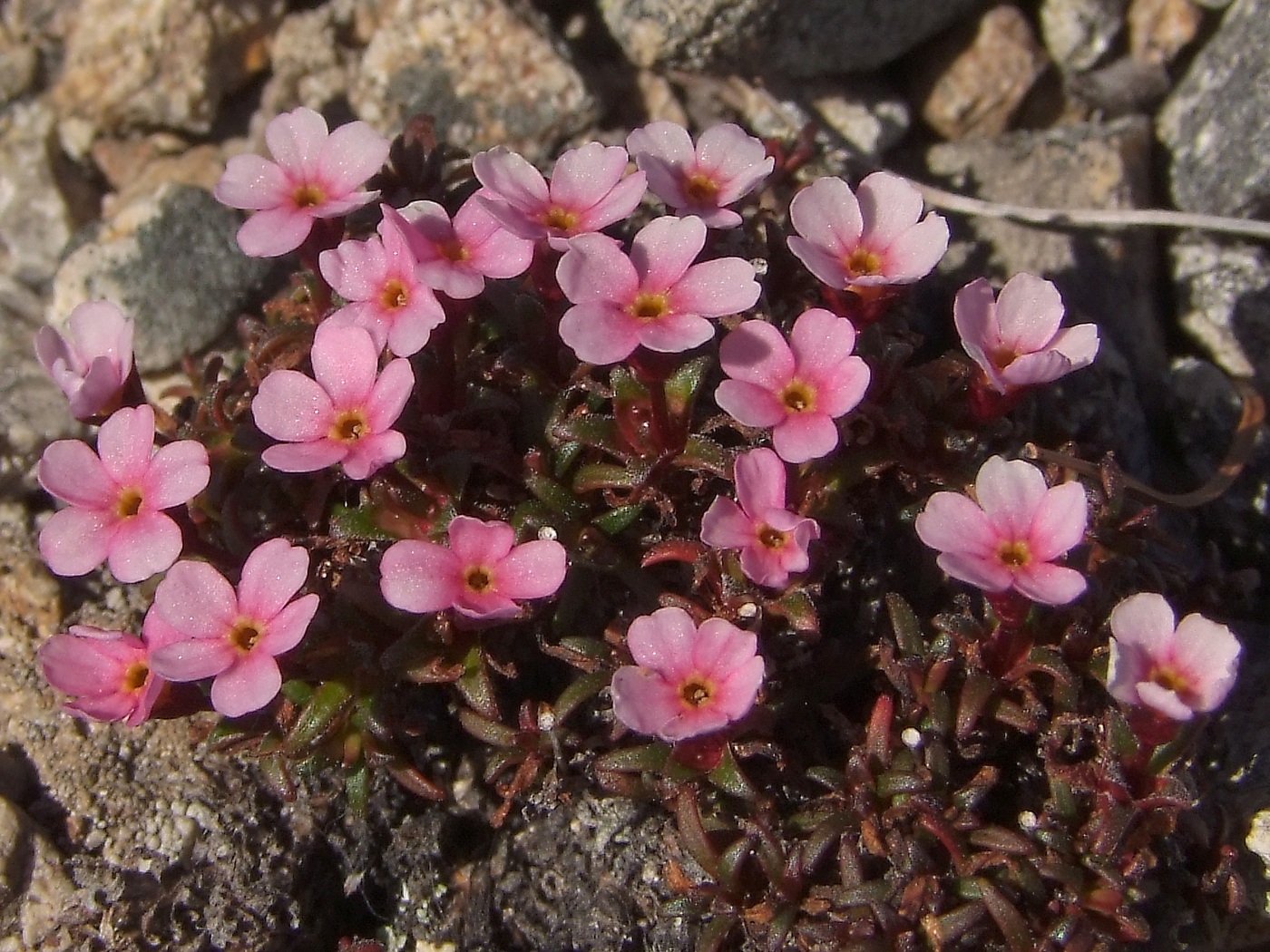 Изображение особи Douglasia ochotensis.