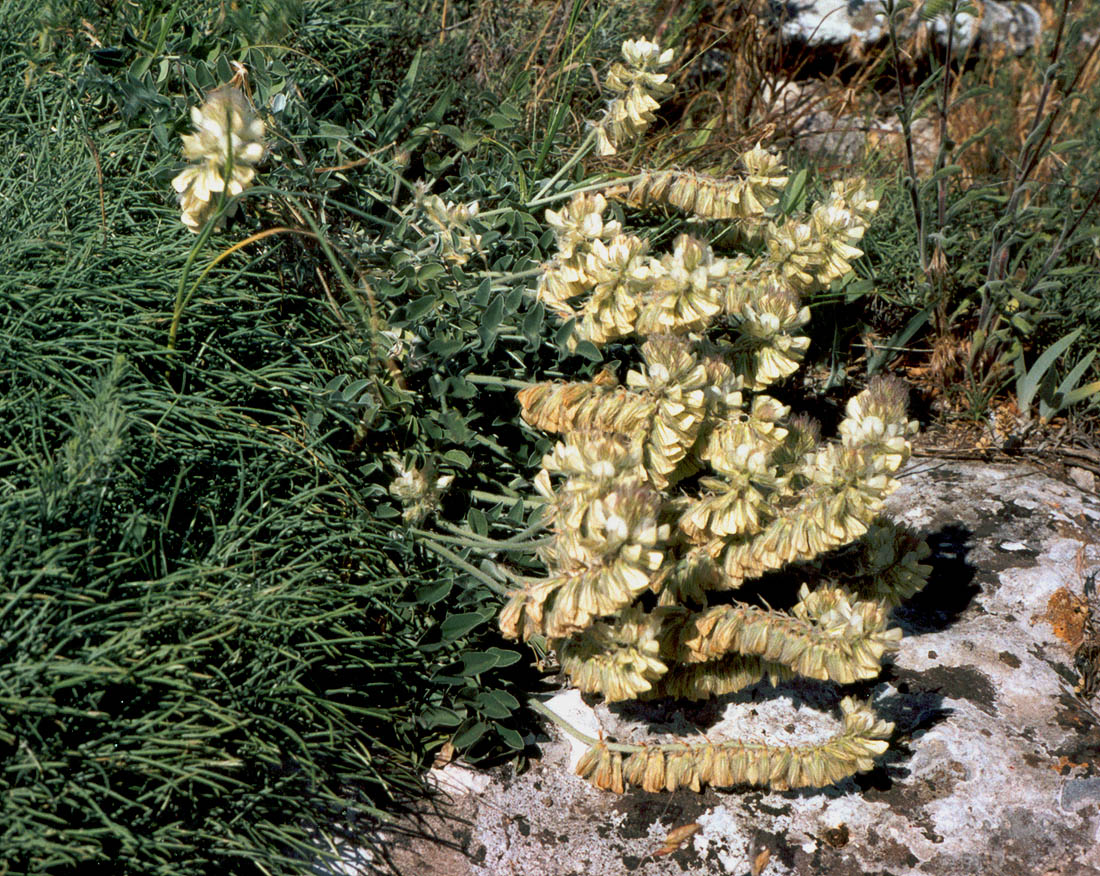 Image of Hedysarum candidum specimen.