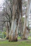 Eucalyptus viminalis. Нижние части стволов взрослых деревьев. Абхазия, г. Сухум, в культуре. 6 марта 2016 г.
