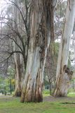 Eucalyptus viminalis