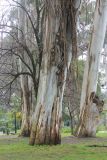 Eucalyptus viminalis