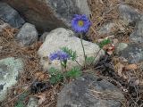 Pulsatilla regeliana. Цветущие растения с аномальными околоцветниками. Иркутская обл., Шелеховский р-н, окр. с. Шаманка, берег р. Иркут близ устья р. Куйтун. 17.05.2016.