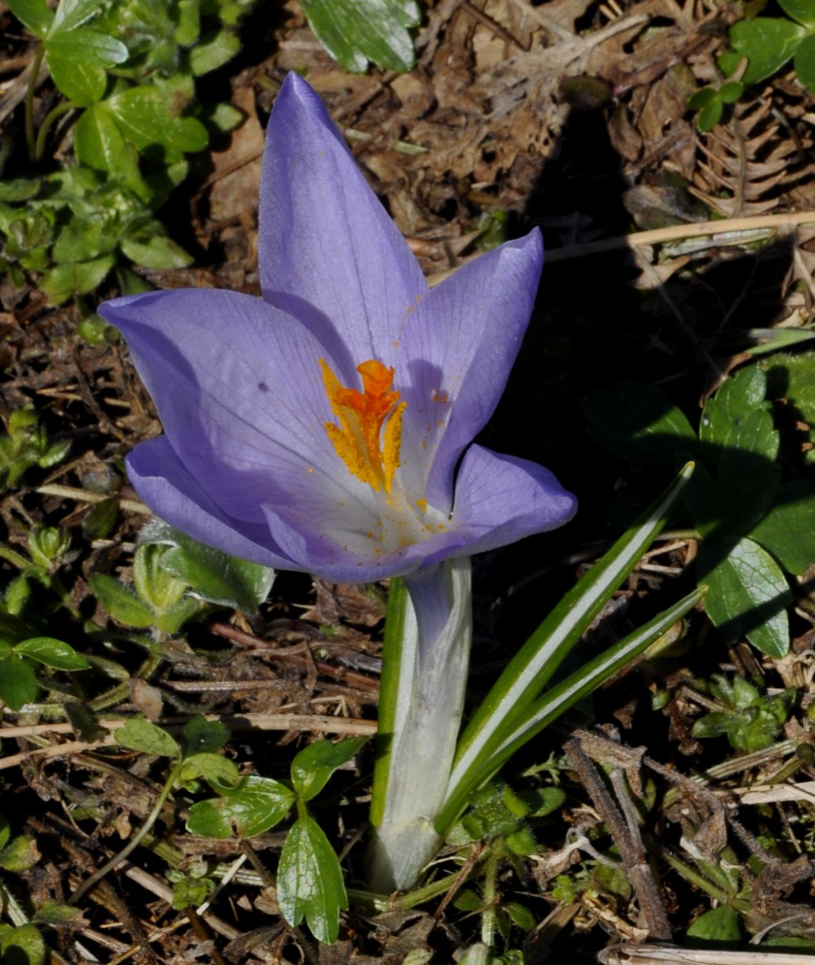 Изображение особи Crocus veluchensis.