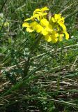 Erysimum callicarpum. Верхушка цветущего растения. Краснодарский край, окр. г. Новороссийск, можжевеловое редколесье на каменистом склоне. 17 апреля 2014 г.