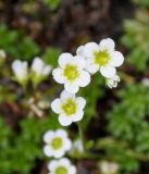 Saxifraga glabella