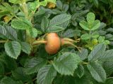 Rosa rugosa. Незрелый плод и листья. Приморский край, о. Русский, дубово-мелкоплодниковое редколесье, разнотравье. 01.08.2016.