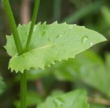 Doronicum carpaticum