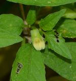 Physalis angulata