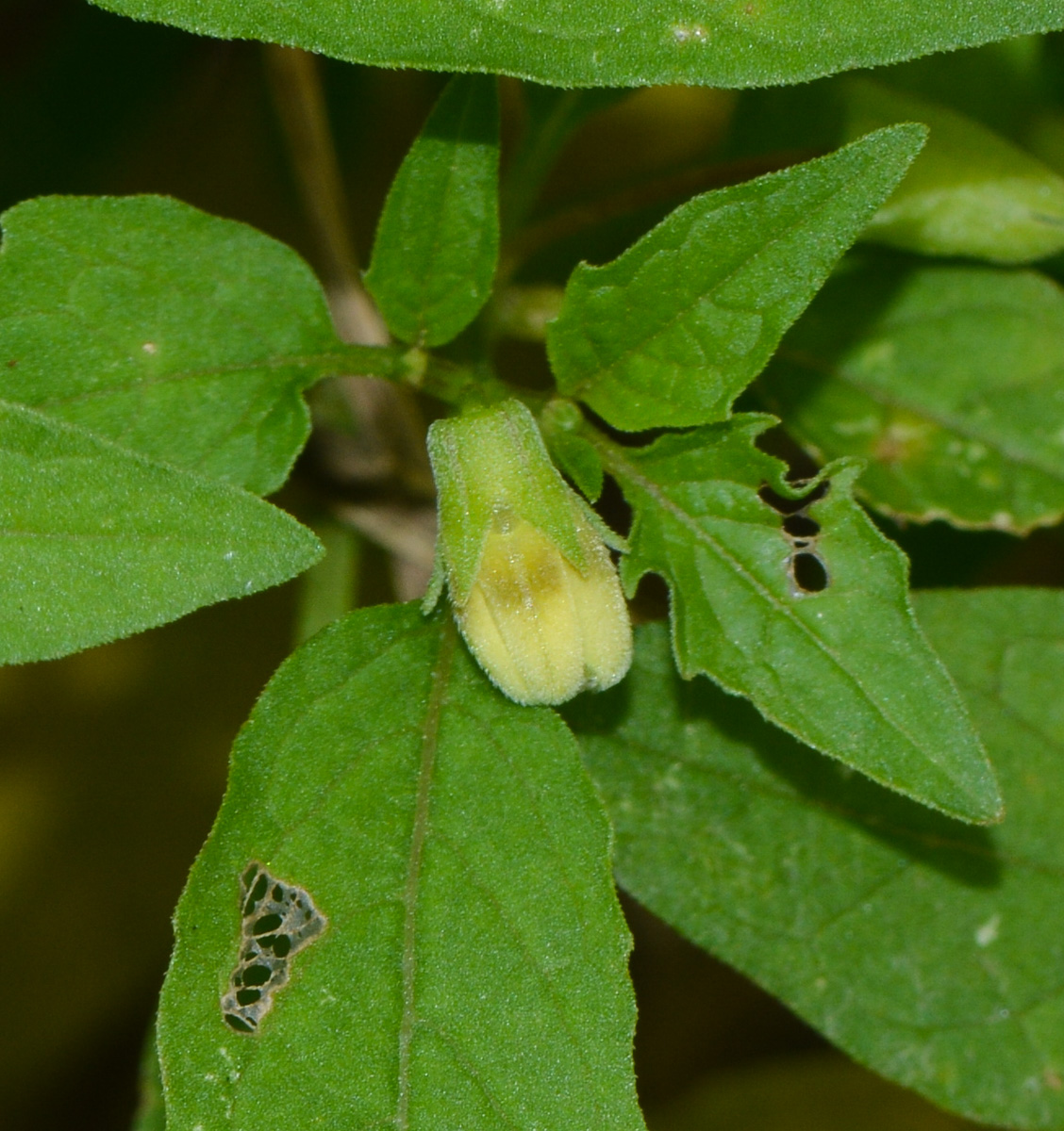 Изображение особи Physalis angulata.