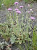 Cousinia echinocephala