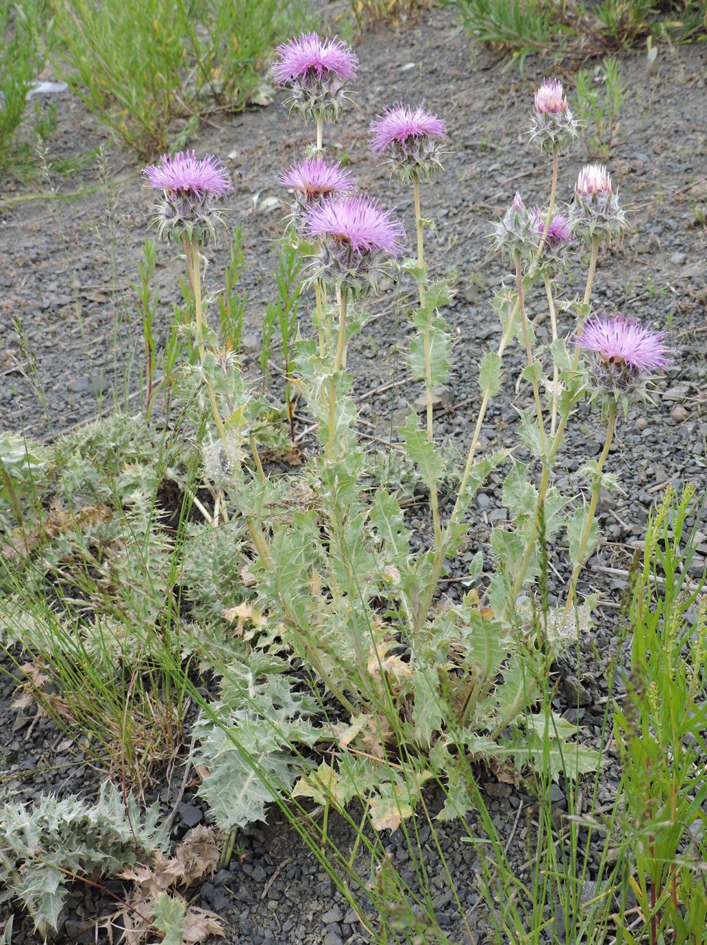 Image of Cousinia echinocephala specimen.