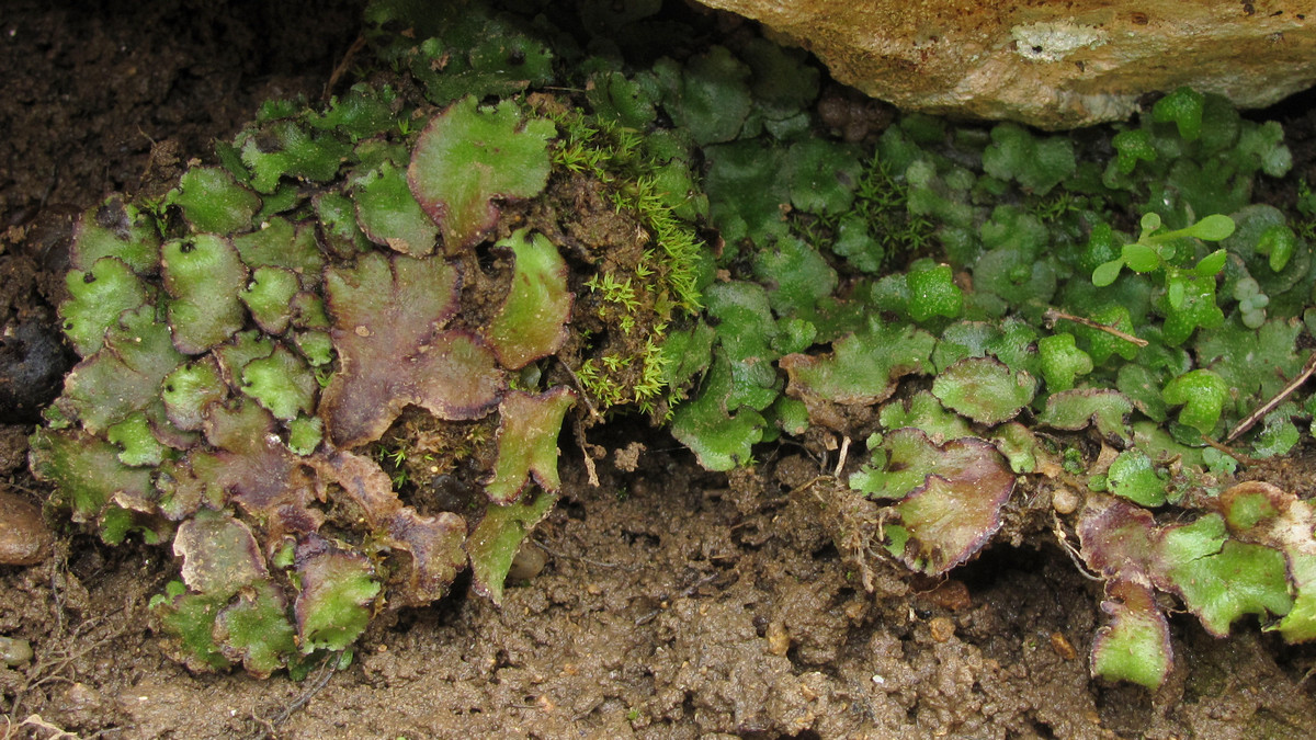 Image of Reboulia hemisphaerica specimen.