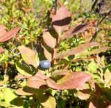 Vaccinium ovalifolium