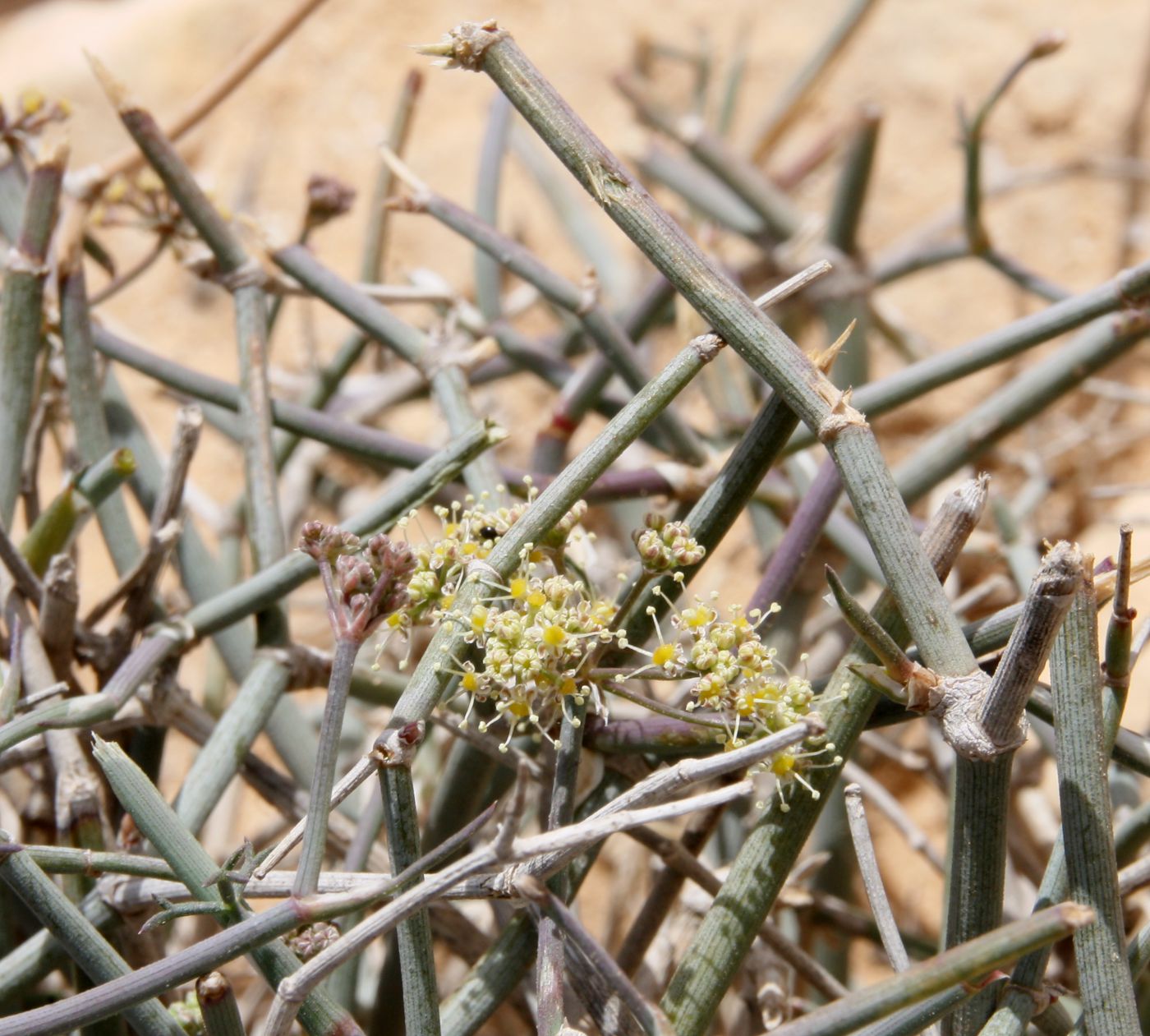 Image of Deverra tortuosa specimen.