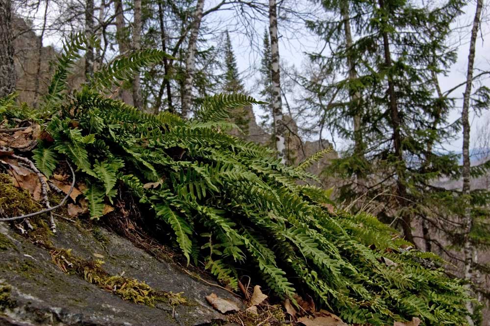 Изображение особи Polypodium vulgare.