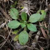 genus Myosotis. Вегетирующее растение. Пермский край, Лысьвинский р-н, с. Кын, частное подворье. 04.05.2017.