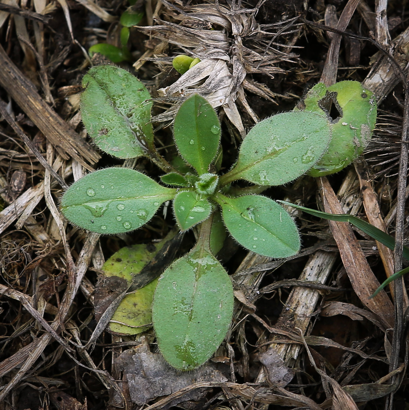Изображение особи род Myosotis.