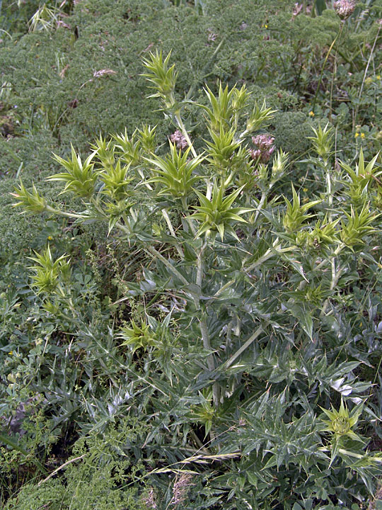 Image of Cousinia minkwitziae specimen.