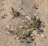 Pleconax subconica. Цветущее растение. Греция, Халкидики, пляж. 14.04.2017.