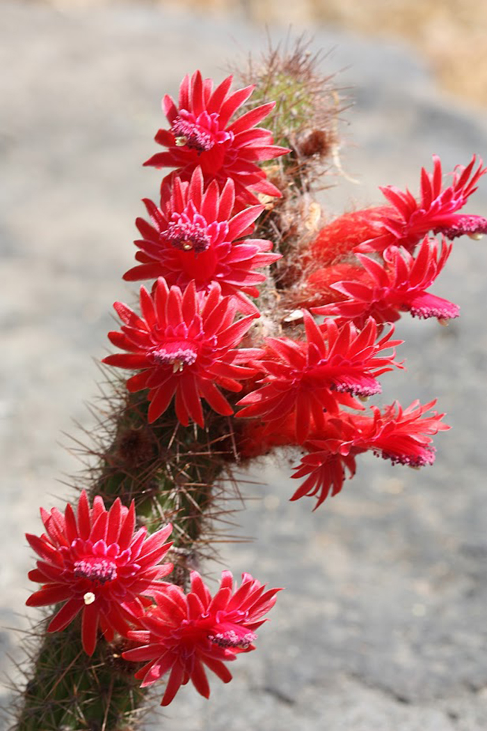 Image of Borzicactus samaipatanus specimen.